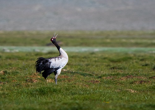 Thetravelit- Black necked crane